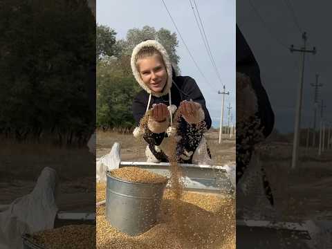 🌾Золото полей🌾Кому знакома такая работа? До какого региона долетело мое видео? Больше видео в инст