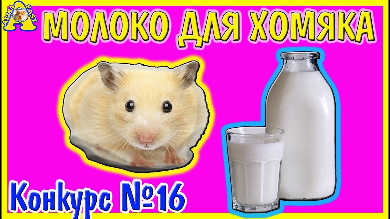 Вредны ли молочные продукты для хомяков?
