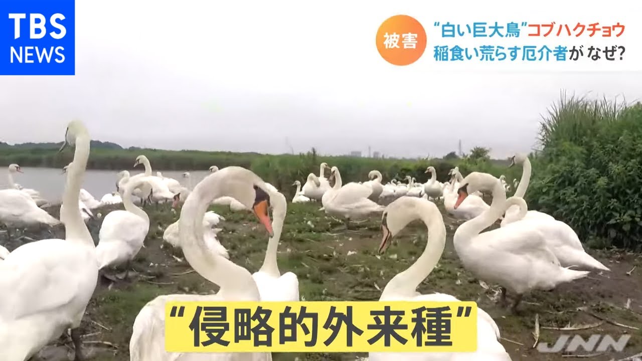 白鳥が千葉に集結 稲を食い荒らす Nスタ Youtube