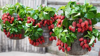 The Secret To Growing Strawberries In Plastic Bottles To Make Them Bear Fruit Like Crazy