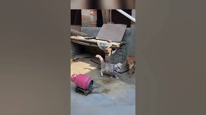 Video 11773601: cat vs dog