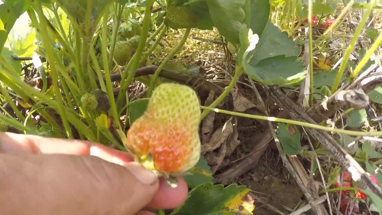 Blue Bus Dave Strawberry Fields Forever YouTube