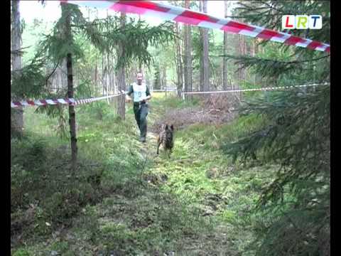 Video: Kā Ievietot Suni Sacensībās