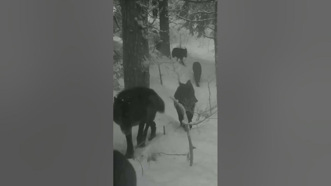 волк - YouTube