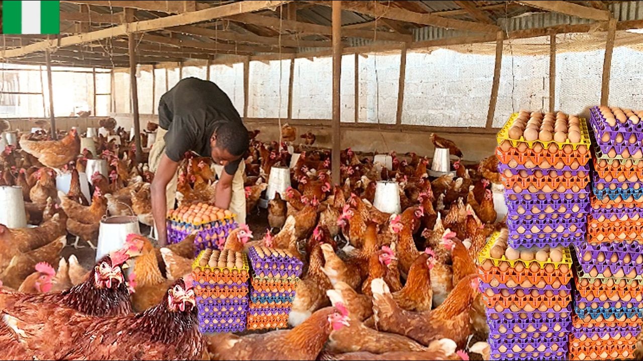 Egg Picking Day at Carbide Farms | A Quiet Morning on the Farm