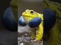 Sound Of Indian Bullfrog Shorts Bullfrog 