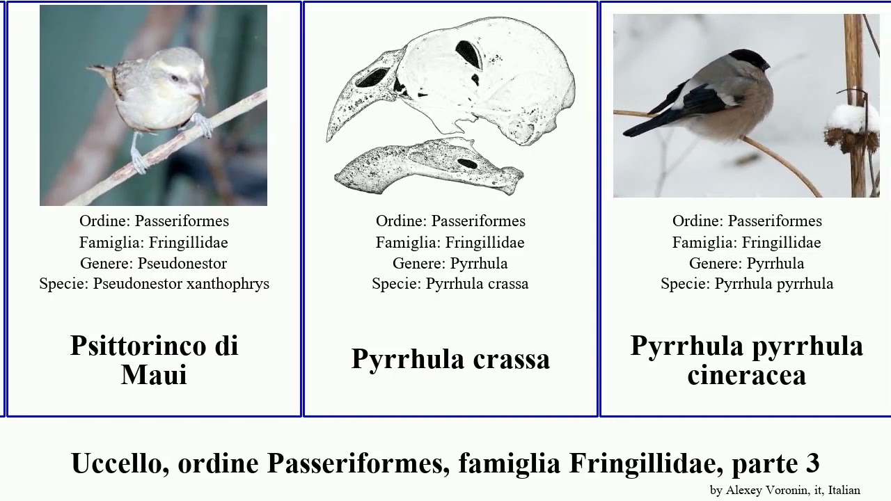 Uccello, ordine Passeriformes, famiglia Fringillidae, parte 3 lucarino hemignathus serinus lucidus