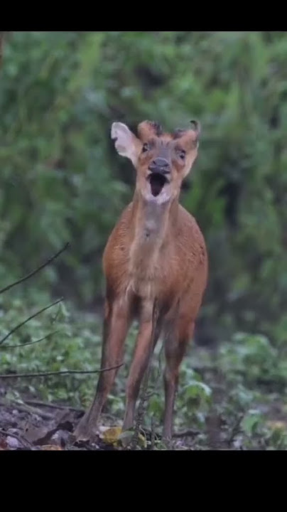 suara kijang jantan asli hutan #kijang #kijangmania #rusasambar
