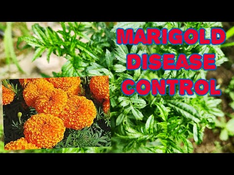 Video: Marigold Plant Diseases - Tips on Controlling Diseases Of Marigold Flowers