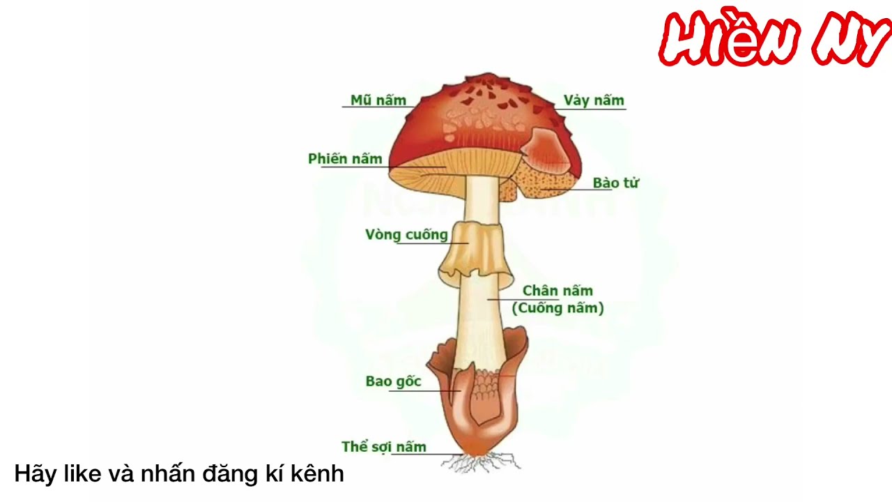 Tranh Tô Màu Cây Nấm Đẹp Dễ Thương Ngộ Nghĩnh