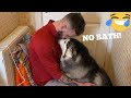 Stubborn Husky Does Everything She Can To Avoid Bath Time! [BEST REACTION EVER!!!]