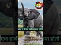 ek hathi ki kimat. #gkquiz #gkinhindi #gk facts @knowledgeorbit-x6x
