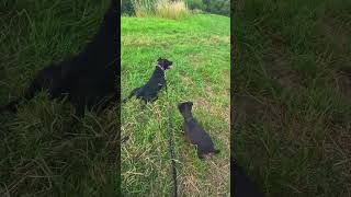 Paddy Finds His Voice