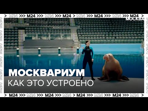 Москвариум на ВДНХ, как это устроено - Москва 24