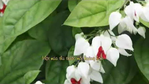 Hai Sắc Hoa Tigon - TTKH