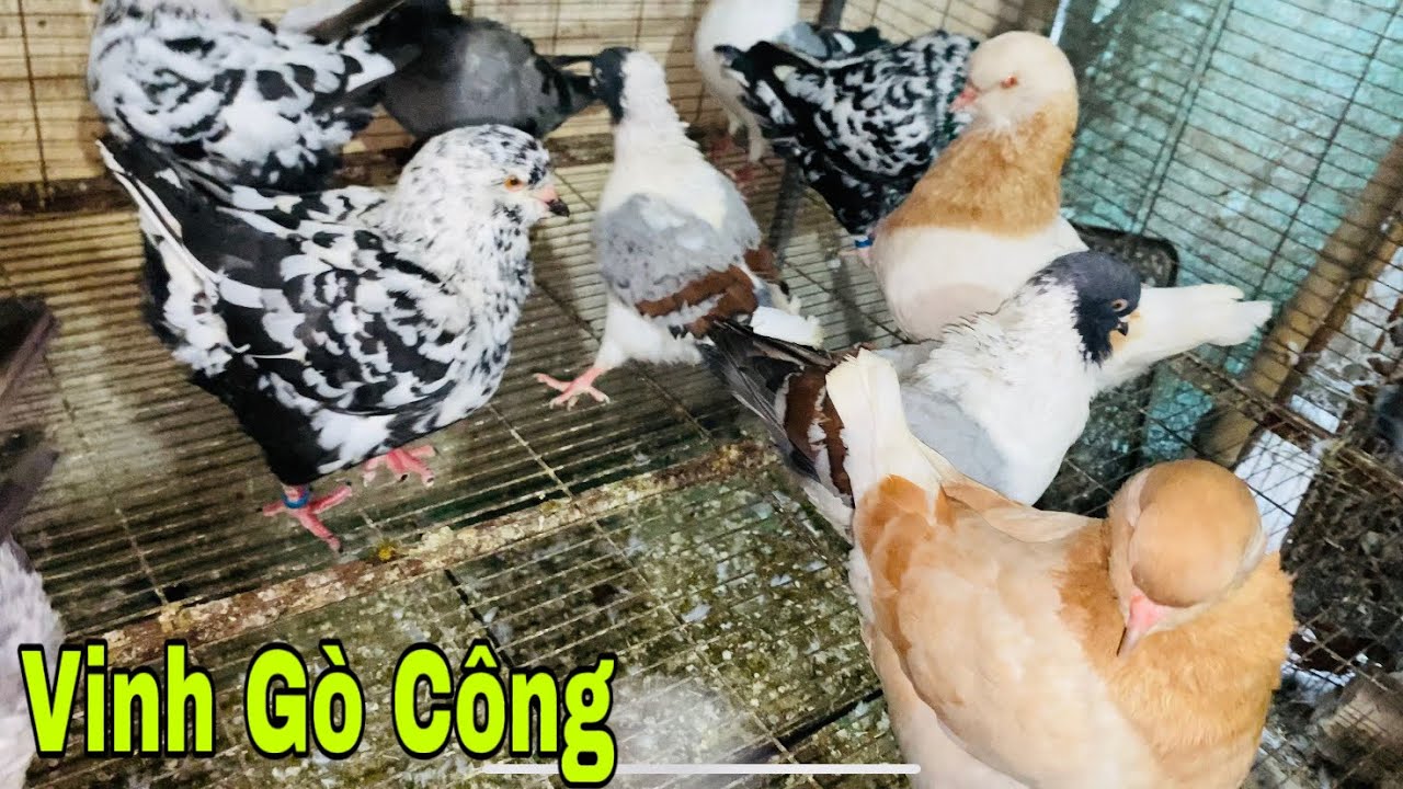 Còn vài cặp KING HÀ LAN.MONDAIN và BANH MỸ gi.á rẻ cho a.e mới tập nuôi/VGC