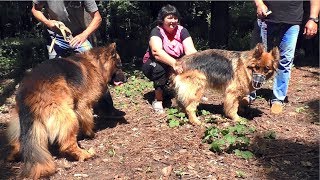 Длинношерстные немецкие овчарки. Знакомство в лесу. Long-haired German shepherds Длинношерстные немецкие овчарки. Знакомство в лесу. Long-haired German shepherds