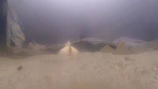 Digging Le - C. Edule 16X Speed