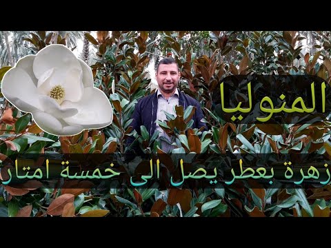 فيديو: محور زهرة ماغنوليا في كل مناسبة