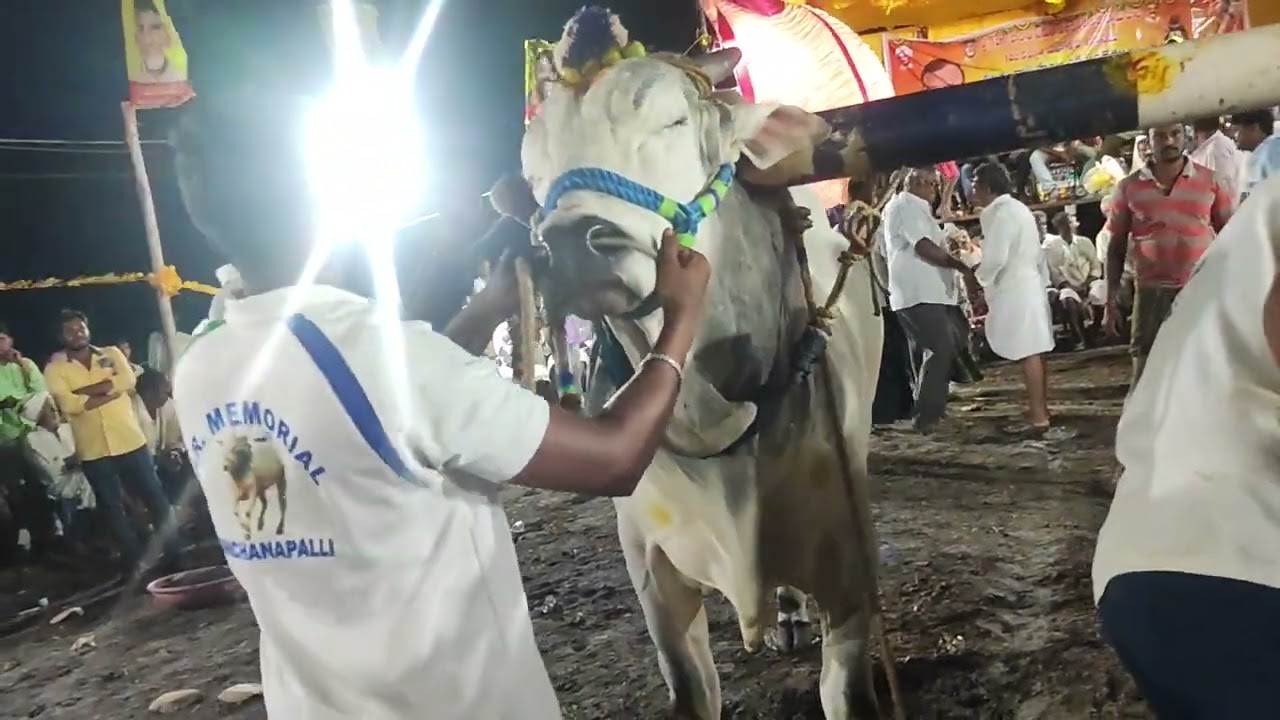 1st place winner PR Memorial Bull's kunchenapalli......in Kothapalem