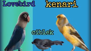 burung masteran kenari,ciblek,lovebird