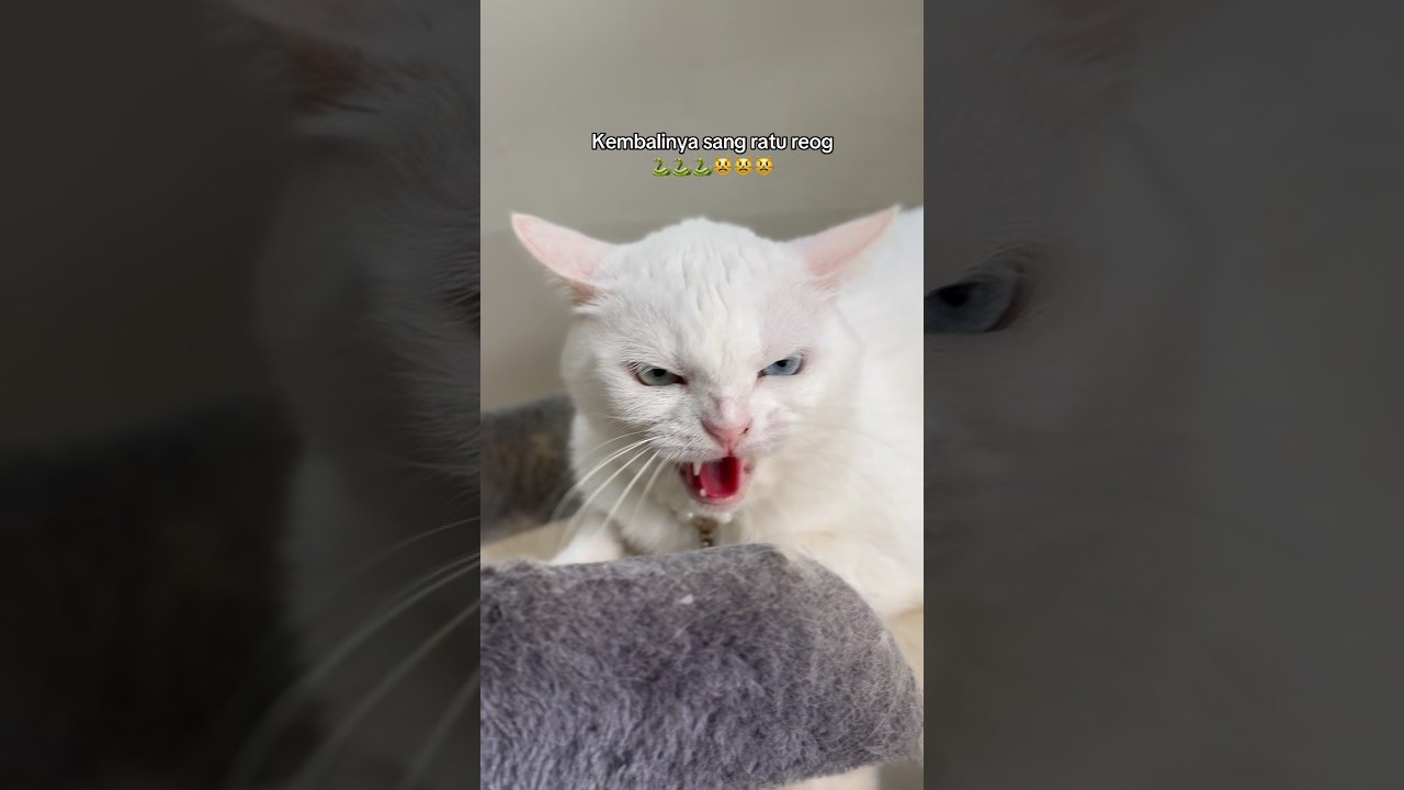 BTS ngonten bareng nenek