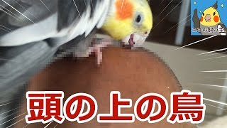 頭の上のオカメインコ 頭の上のオカメインコ