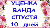 Орхидеи,узамба́рские фиалки,Самара🌺