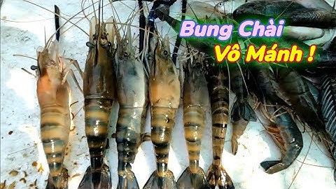 Chài Tôm Càng Xanh Bung Chài Là Có Tôm | Gia Đình Cần Giờ .182 |