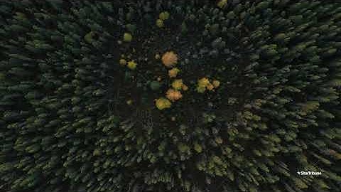 Hungry beetles are decimating Minnesota’s iconic tamarack trees