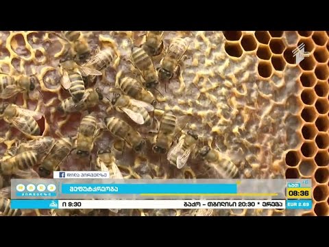 კახელი მეფუტკრეები პროდუქციის ექსპორტზე გასატანად ემზადებიან.