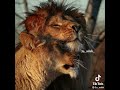 يا بنية و يالورادة نعيم الرب يا بنية و يالورادة نعيم الرب
