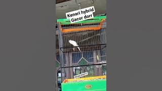 DIJUAL!!! KENARI HYBRID | panda gacor mewah!! 📲 085647946711