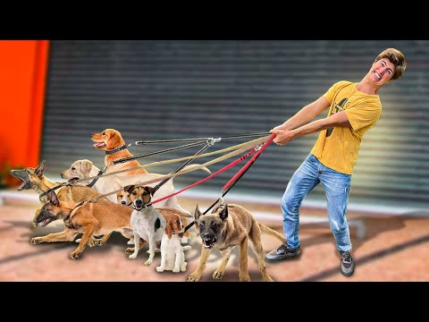 Vídeo: 7 estereótipos de pessoas caninas que são totalmente verdadeiras