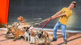 CUIDEI DE 100 CÃES POR 24 HORAS!