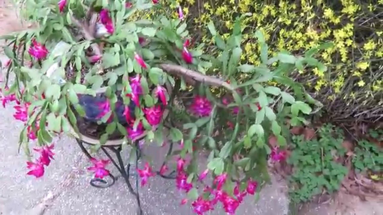 Christmas cactus in full bloom MVI 2965