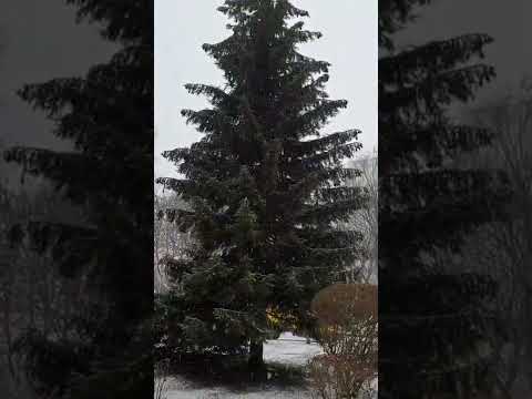 First Snow ☃️❄☃️