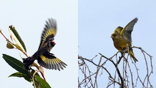 Chant Chardonneret Et Verdier - Singing Goldfinch And Greenfinch.