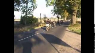 Combo Vine