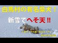 白馬村の柴犬の遊び方!「新雪でへそ天!!」