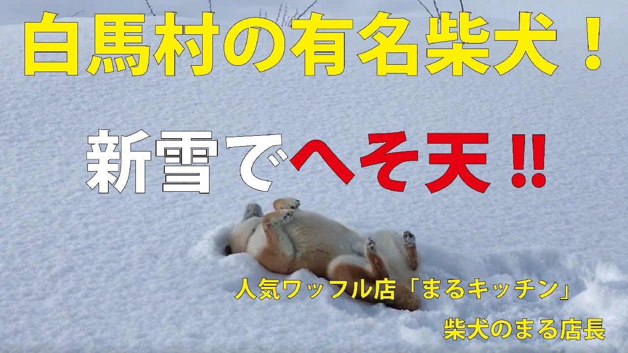 白馬村の柴犬の遊び方!「新雪でへそ天!!」