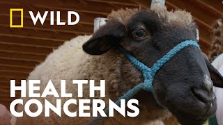 A Health Threat On The Farm | Dr. Oakley, Yukon Vet | National Geographic WILD UK