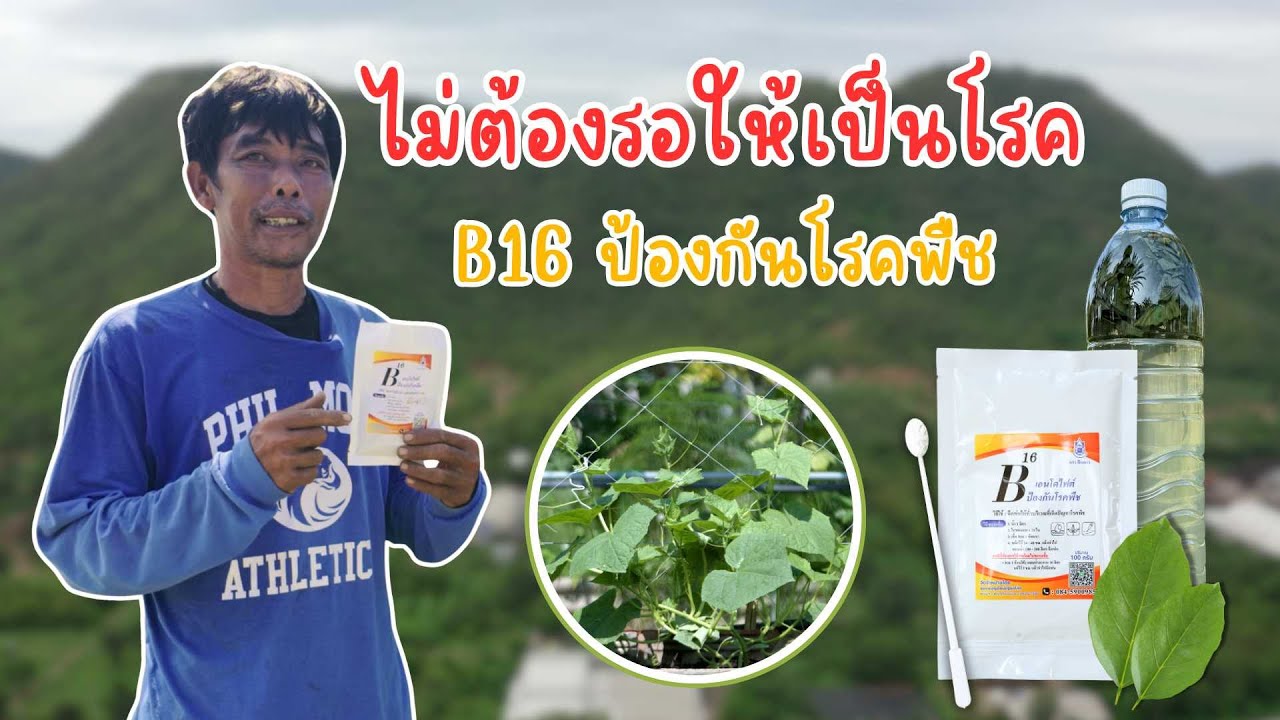 ถั่ว แตง บวบ สวนกสิกรรมเนินพอกิน จ.กาญจนบุรี