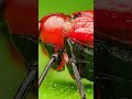 Hazel Leaf-roller Weevil #macro #macrophotography #insectphotography