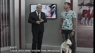 Pega barão Pitbull Pega barão Pitbull