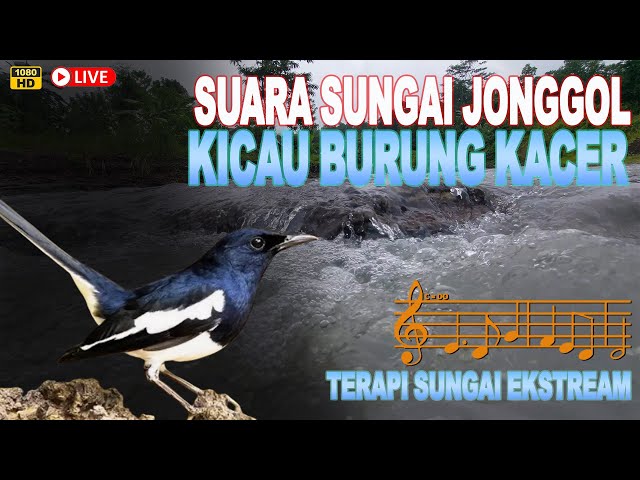 Meditasi Gemericik Sungai Jonggol serta Nyanyian Suara Burung Kacer Pengantar Tidur Lelap class=