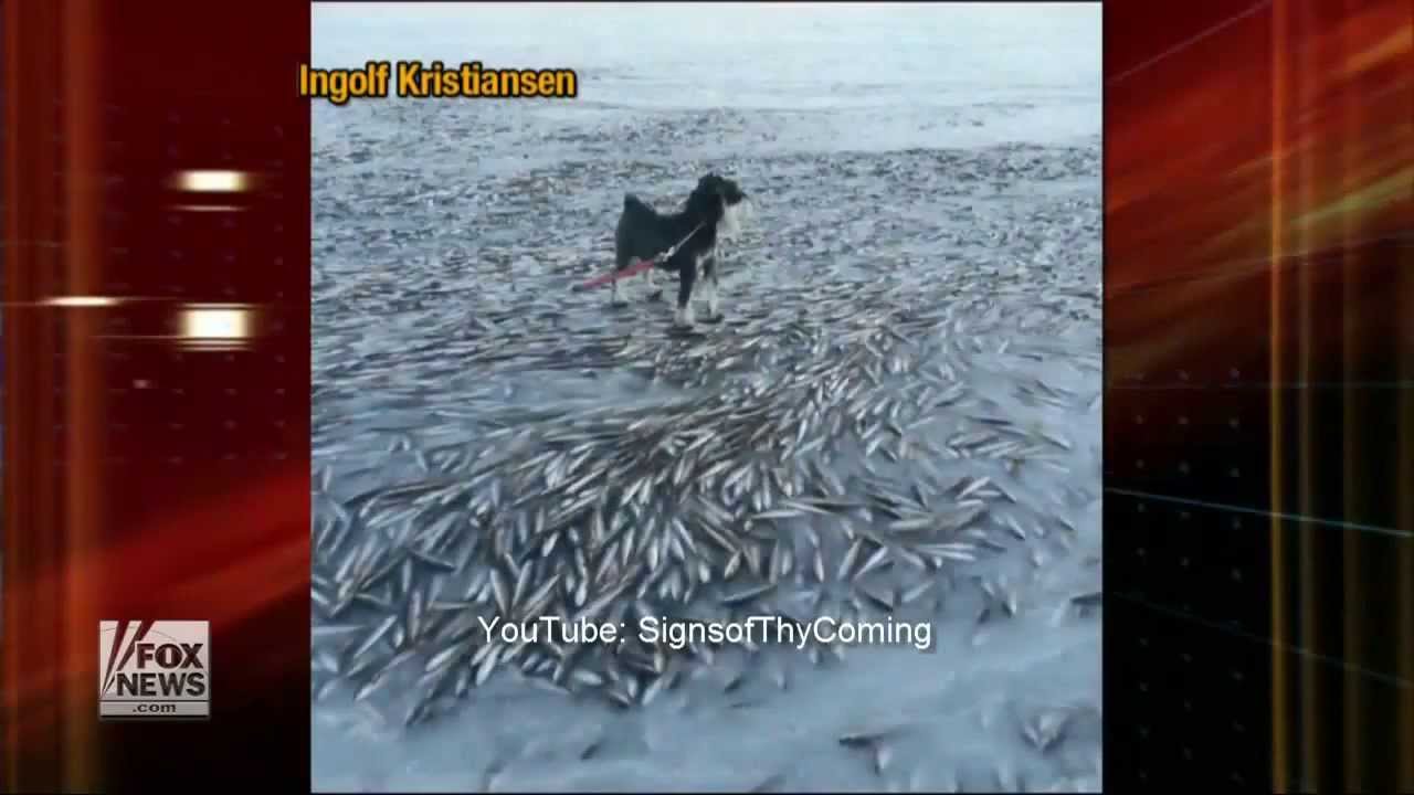 Thousands of fish flash frozen in shallow waters off the Norwegian bay