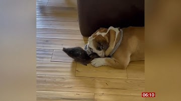 Doris the duckling rescued and happy in her new home (UK) - BBC News - 17th June 2021