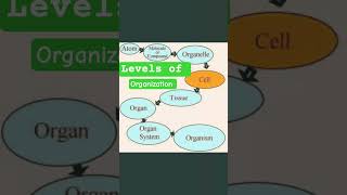 levels of organization #structuralorganisationinanimals #cell #tissue #organs #atom #molecule