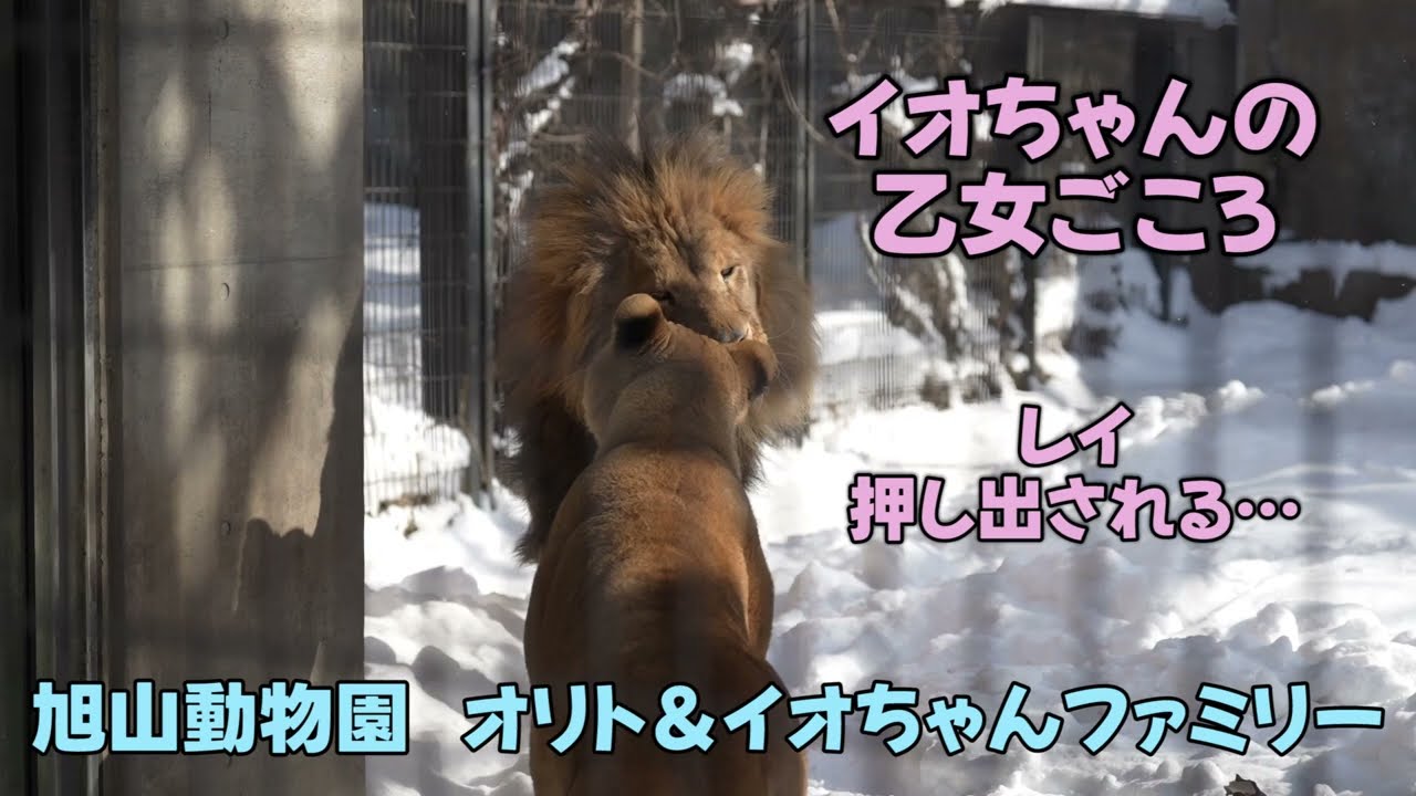 旭山動物園　イオちゃんの乙女心　レイ、今日も押し出される　Orito & Io family　Lion family　Asahiyamazoo